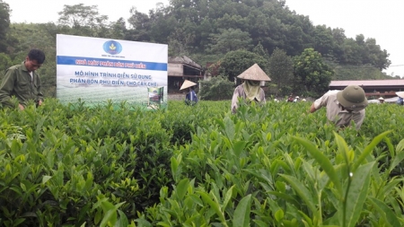  Phân bón Phú Điền tăng năng suất chè