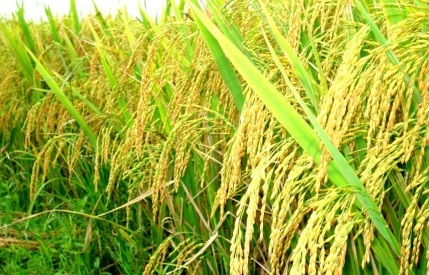  Bón NPK Phú Điền cho lúa mùa