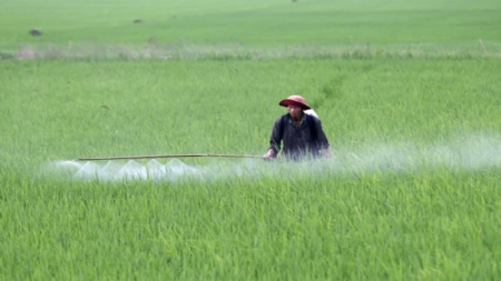 ​Giám sát chặt chẽ bệnh đạo ôn gây hại lúa đông xuân