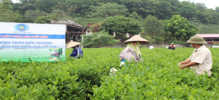  Hội nghị đầu bờ đánh giá kết quả sử dụng phân bón Phú Điền cho cây lúa, cây chè