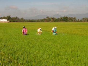 Tháng 5: Cao điểm dịch hại trên cây trồng, nông dân cần chủ động phòng trừ sớm