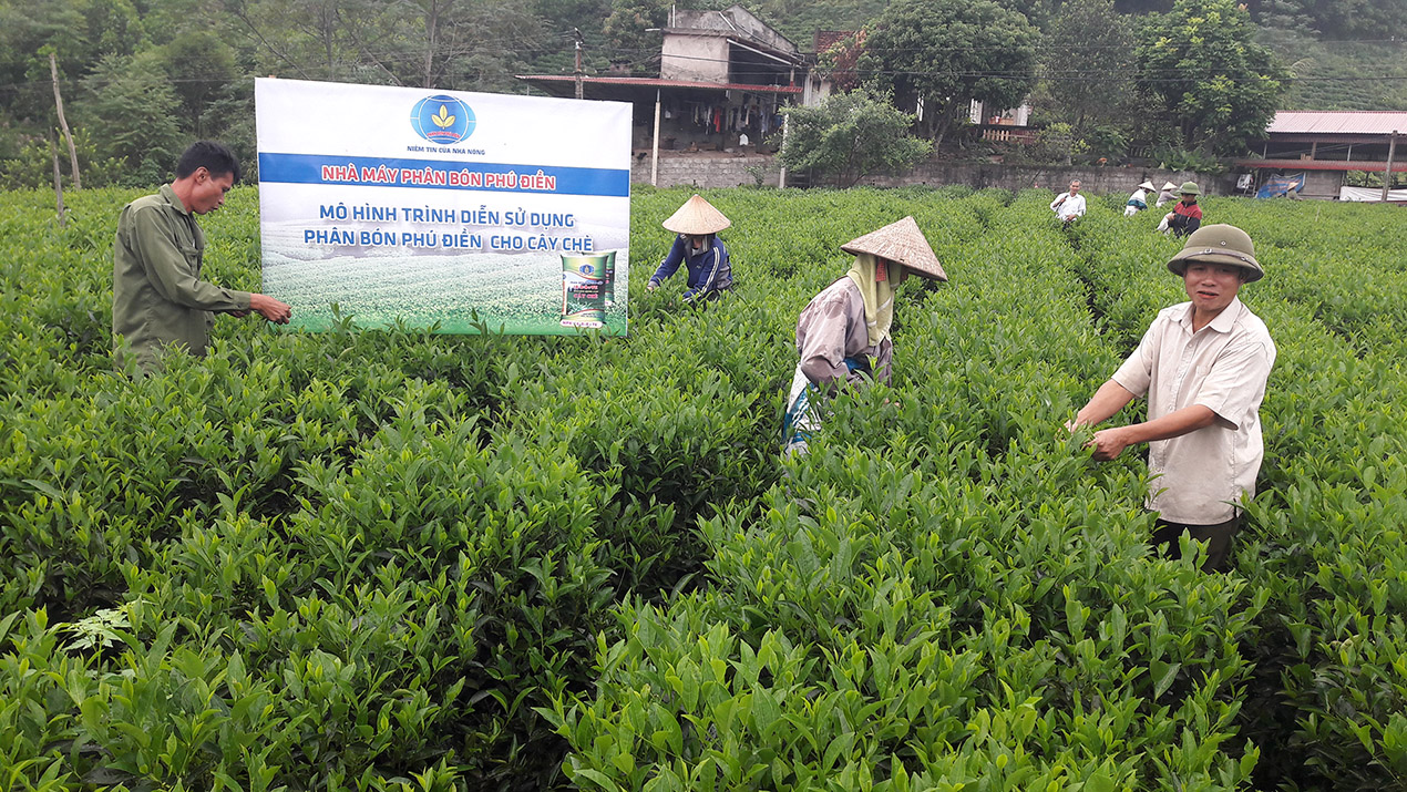Phân bón Phú Điền tăng năng suất chè