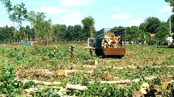 'Cây vàng' thanh long, tiềm ẩn rủi ro khi mở rộng diện tích 'khắp nơi'