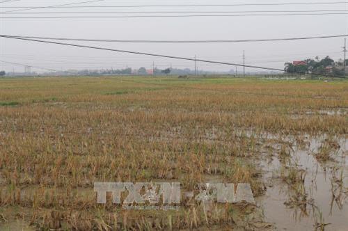 Báo động tình trạng bỏ hoang ruộng đất