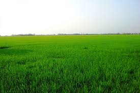 Bón phân Phú Điền cho lúa mùa