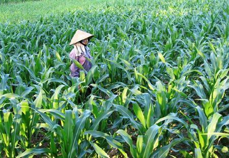 Bón phân Phú Điền cho cây ngô vụ đông