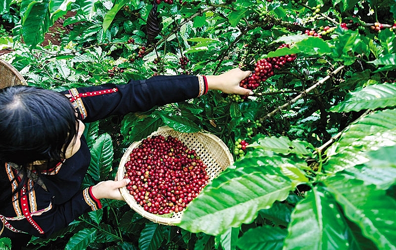 Giá nông sản hôm nay 12/11: Giá tiêu giảm mạnh 2.000 đồng, giá cà phê chưa có dấu hiệu hồi phục