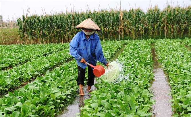 ​Kỹ thuật chăm sóc cây vụ đông