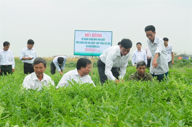 Dưa hấu trên gốc bầu