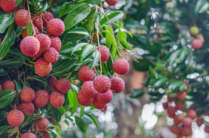  Bón phân NPK Phú Điền cho cây vải, nhãn